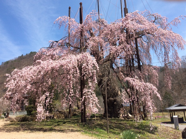西光寺の枝垂れ桜③見頃を迎えました～！！