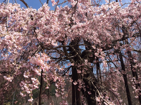 西光寺の枝垂れ桜③見頃を迎えました～！！