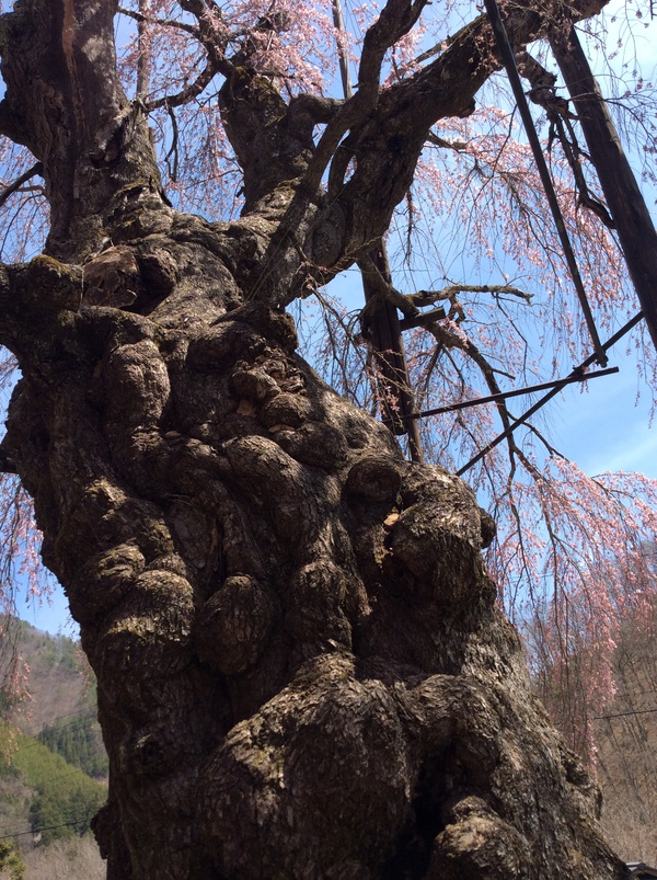 西光寺の枝垂れ桜③見頃を迎えました～！！