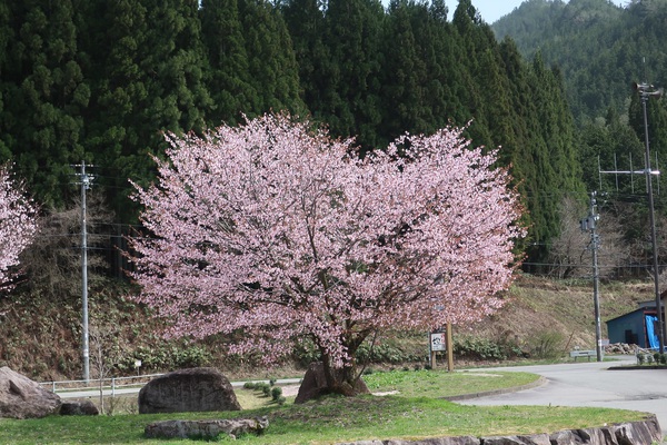 幸せの…