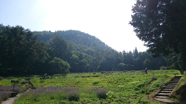 刈り取り始まりました