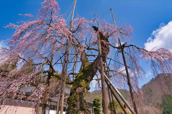 ひだ清見花の情報　4/20