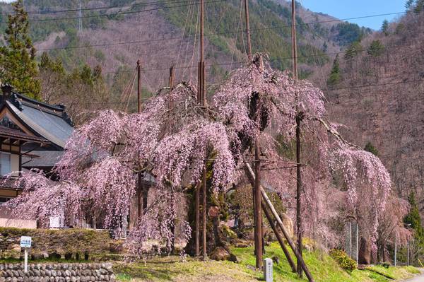 ひだ清見花の情報　4/20