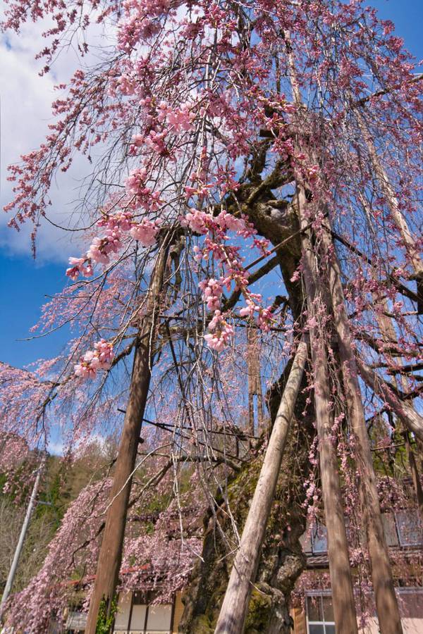 ひだ清見花の情報　4/20