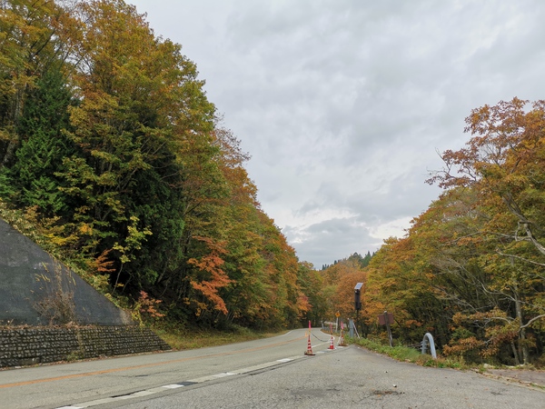 2019紅葉情報☆