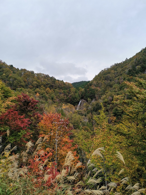 2019紅葉情報☆