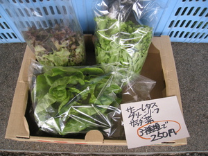 有機野菜市、本日のお値打ち商品ご紹介