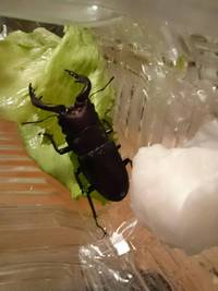 クワガタみつけました！！ 2017/06/29 10:26:52