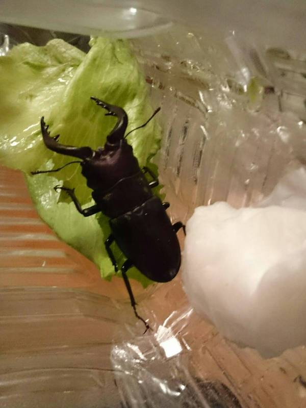 クワガタみつけました！！