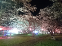 夜桜満開✿ 2018/04/11 08:50:49