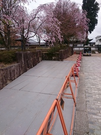 起し太鼓のために頑張ってます(^_^)/ 2018/04/17 16:56:29
