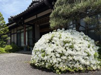 真っ白なツツジが満開に！