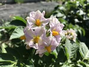 なんの花でしょうか？
