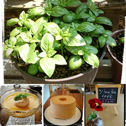 ♪ymama cafe♪