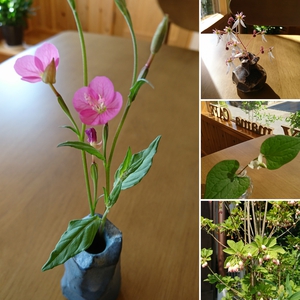 ☆我が家の花たち♪