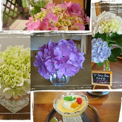 紫陽花♪
