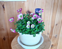 明日から3月