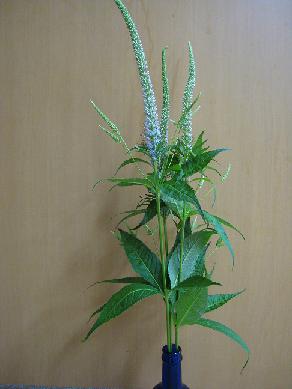 植物園！？