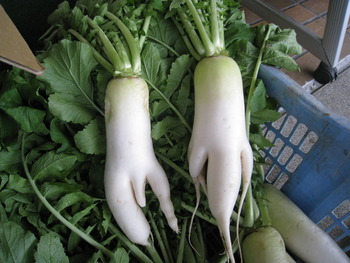 野菜市