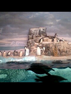 名古屋港水族館(・ω・)/
