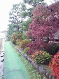 つつじが満開です♪