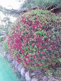 つつじが満開です♪
