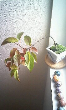 どんどん咲く   〜二花〜