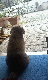 看板犬 〜２わんこ〜