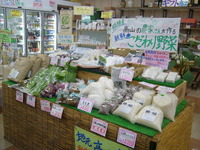 新鮮春野菜